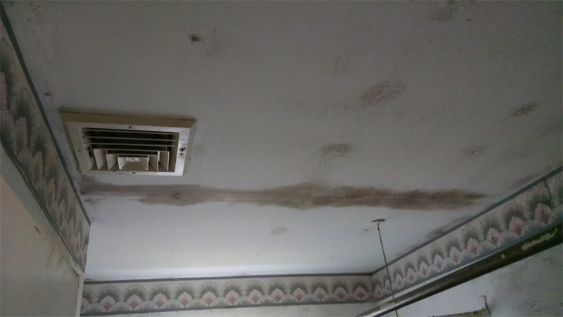 mold inspection in Buckeye